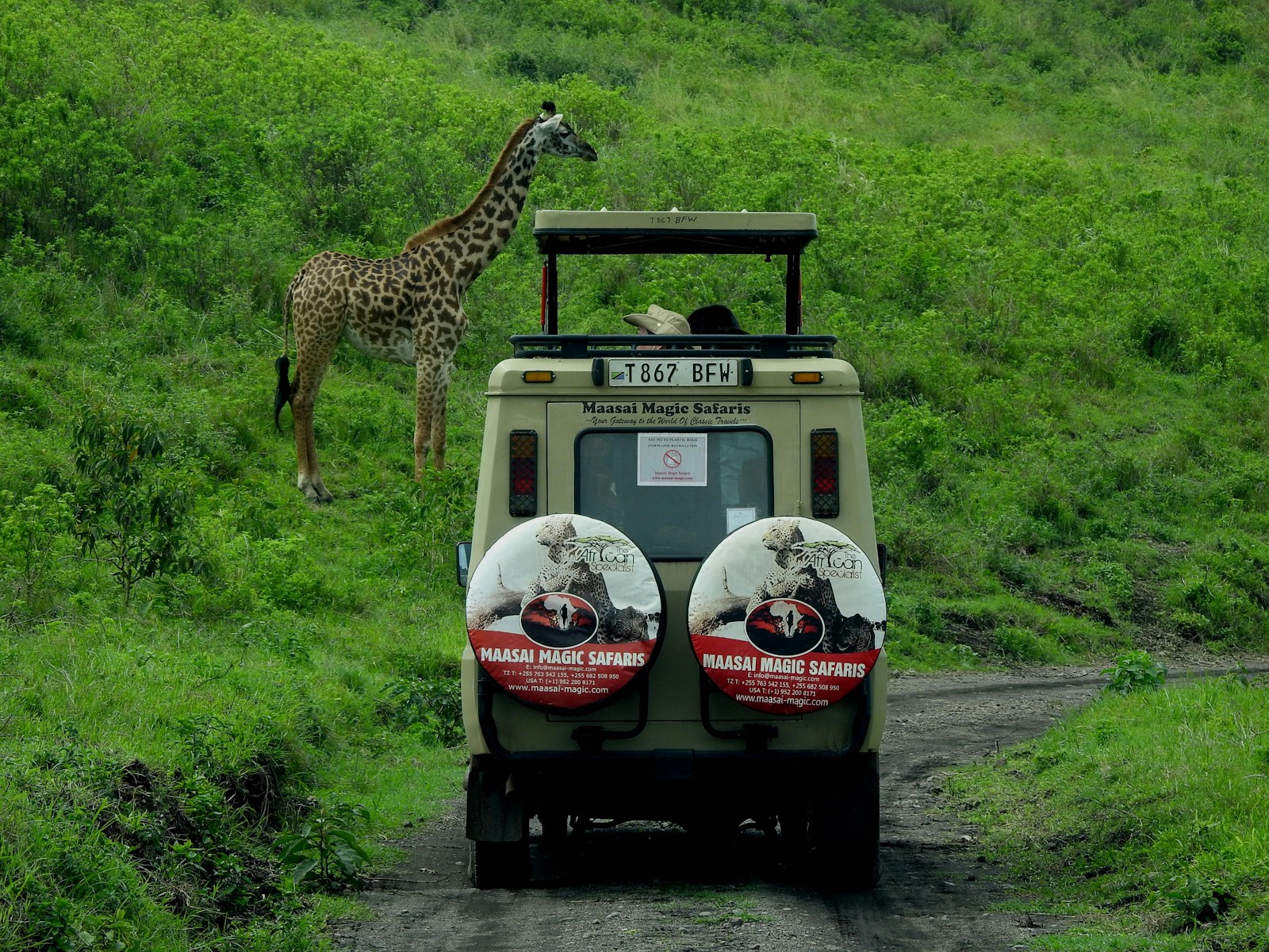 Safari jeep in the savanna giraffe on white and black car